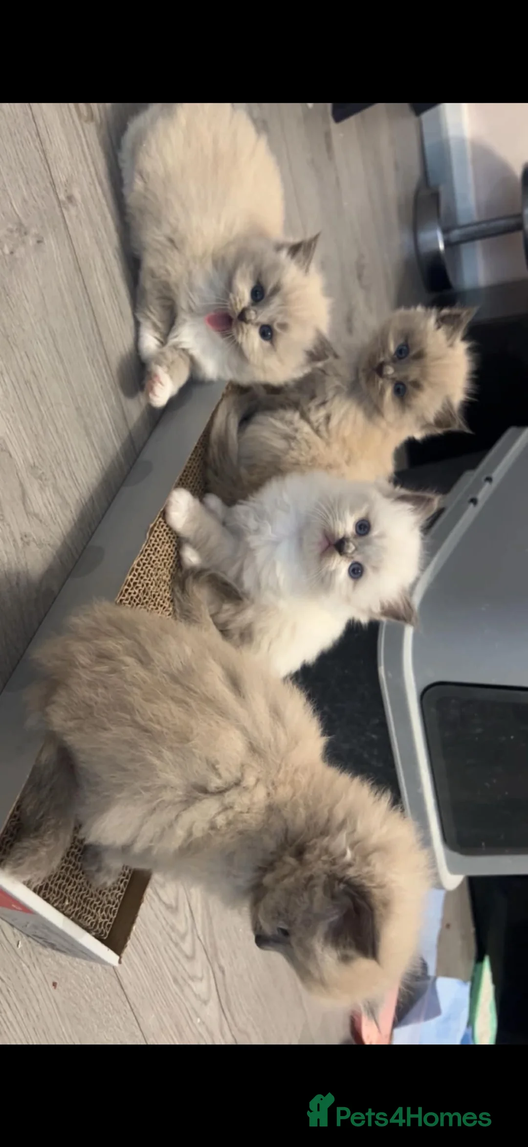 Ragdoll cats for sale: Beautiful ragdoll kittens  - Advert 1