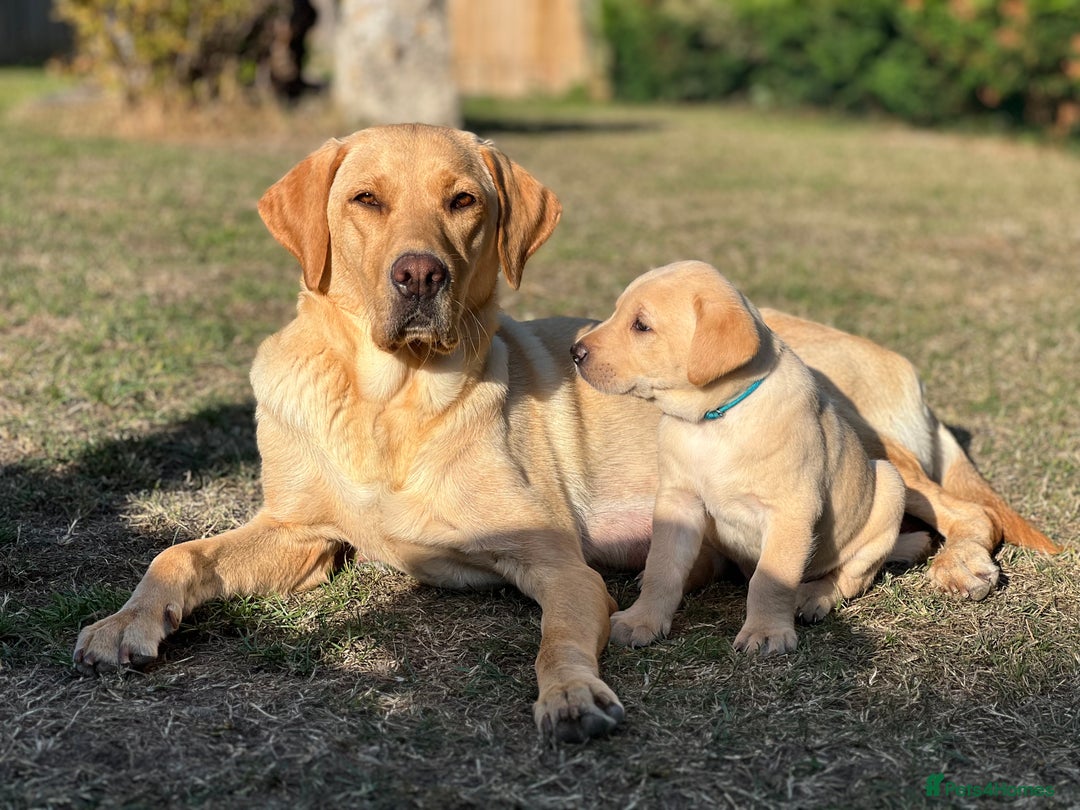 Labrador Retriever dogs for sale: Labrador puppies in Shaftesbury - Image 24