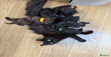 Mixed Breed cats - Advert 4