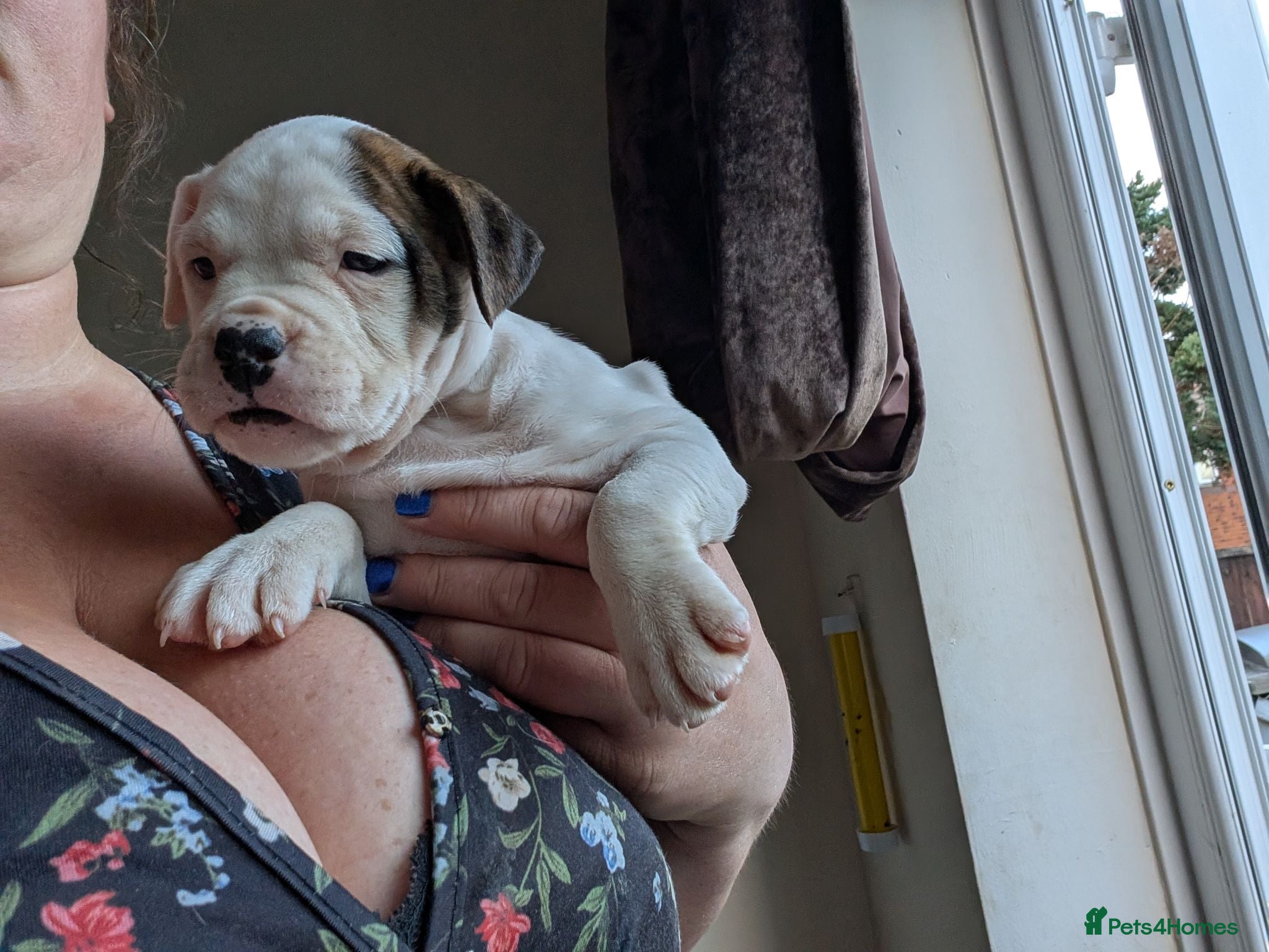 American Bulldog dogs Johnson American bulldog puppies - Advert 2