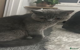 British Shorthair cats for sale: British short hair - Image 3