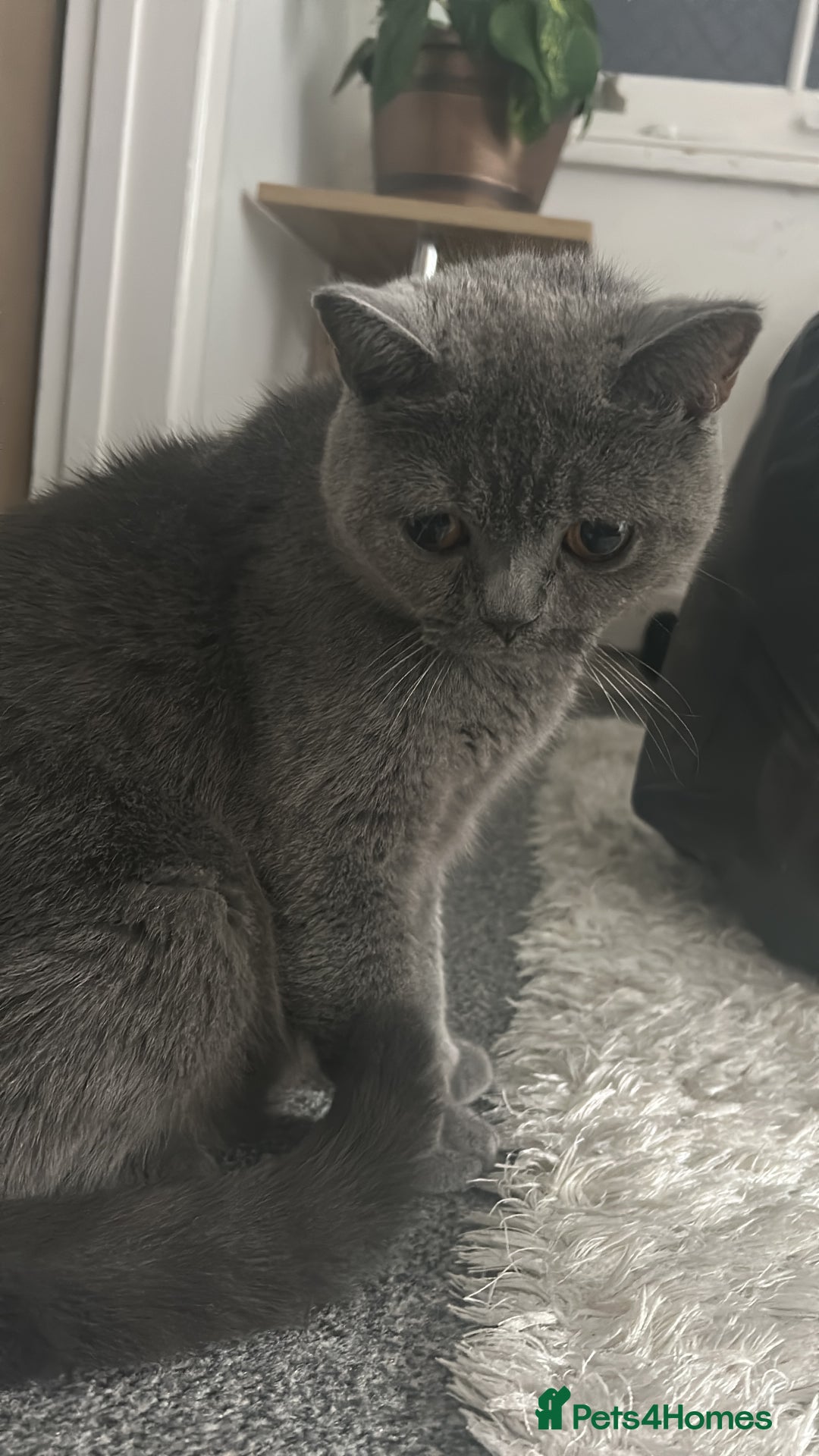 British Shorthair cats for sale: British short hair - Image 3