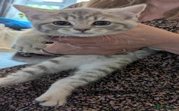 Persian cats for sale: British blue and Persian mix kittens ready now ❤️ - Image 15