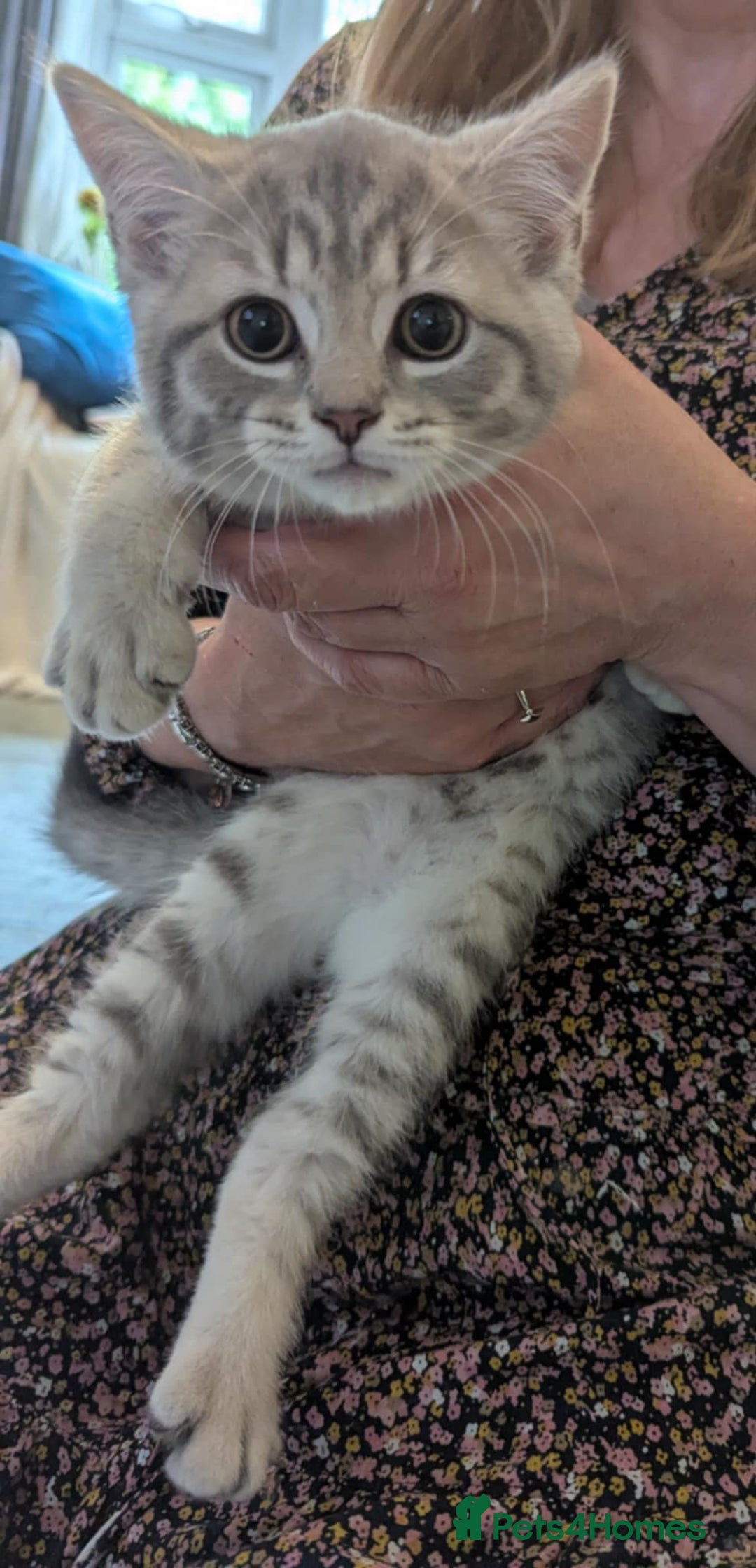 Persian cats for sale: British blue and Persian mix kittens ready now ❤️ - Image 15