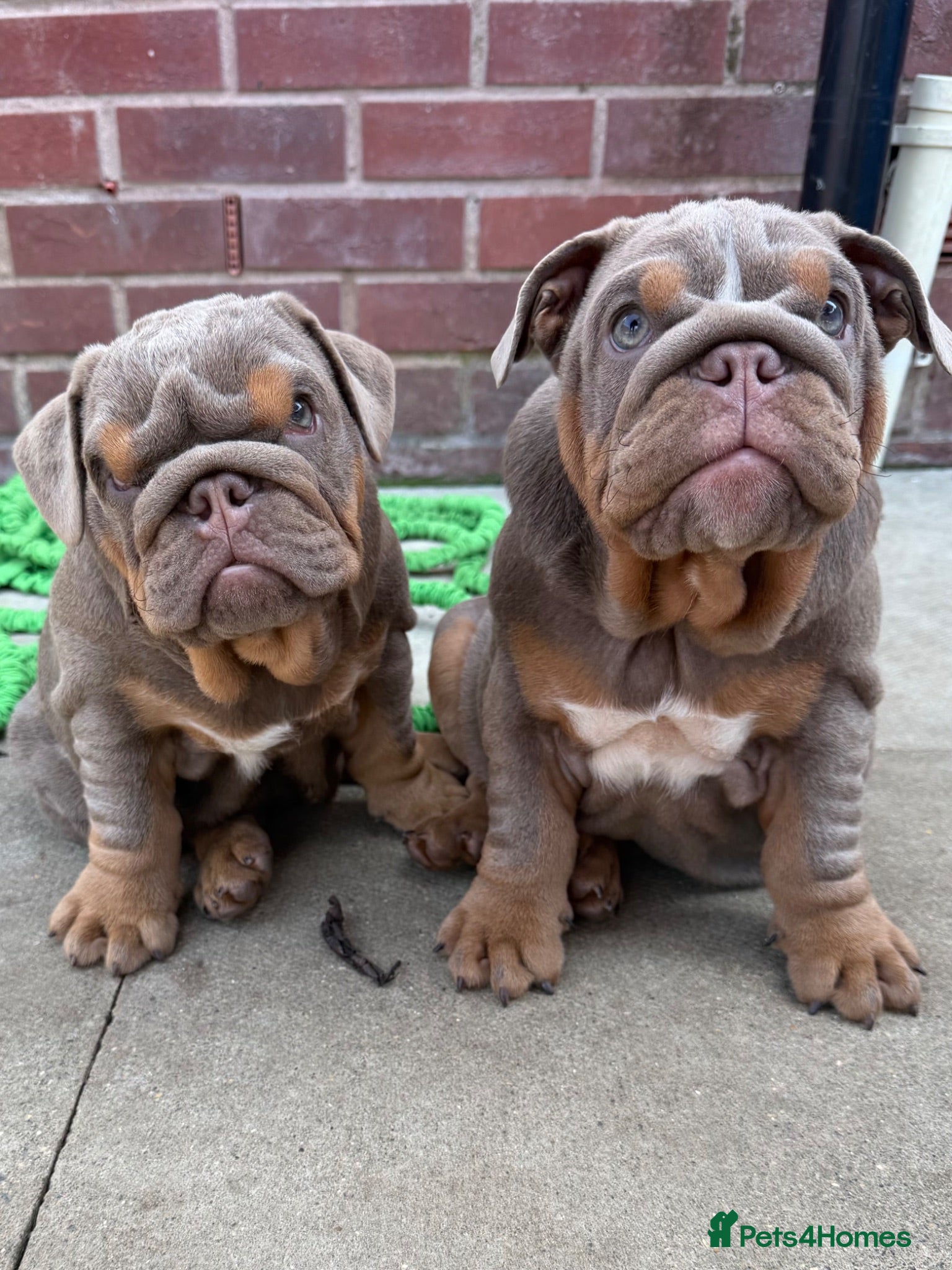 English Bulldog dogs Gorgeous KC English Bulldog Puppies🐶 - Advert 2