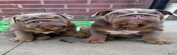 English Bulldog dogs for sale: Gorgeous KC English Bulldog Puppies🐶 - Advert 2