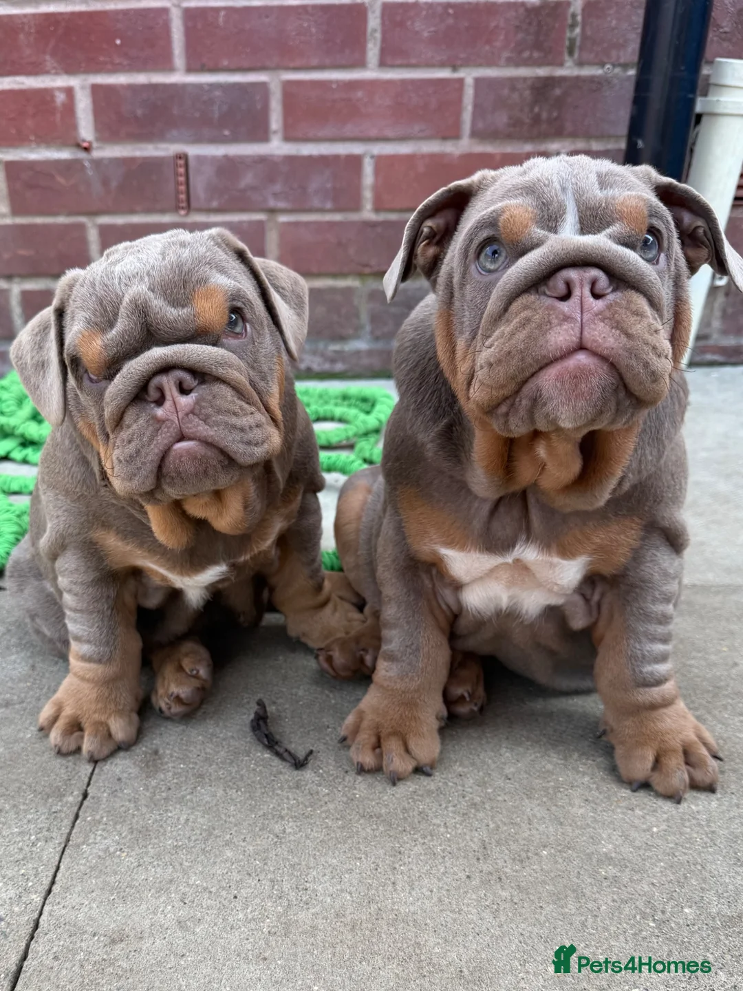 English Bulldog dogs for sale: Gorgeous KC English Bulldog Puppies🐶 - Advert 2
