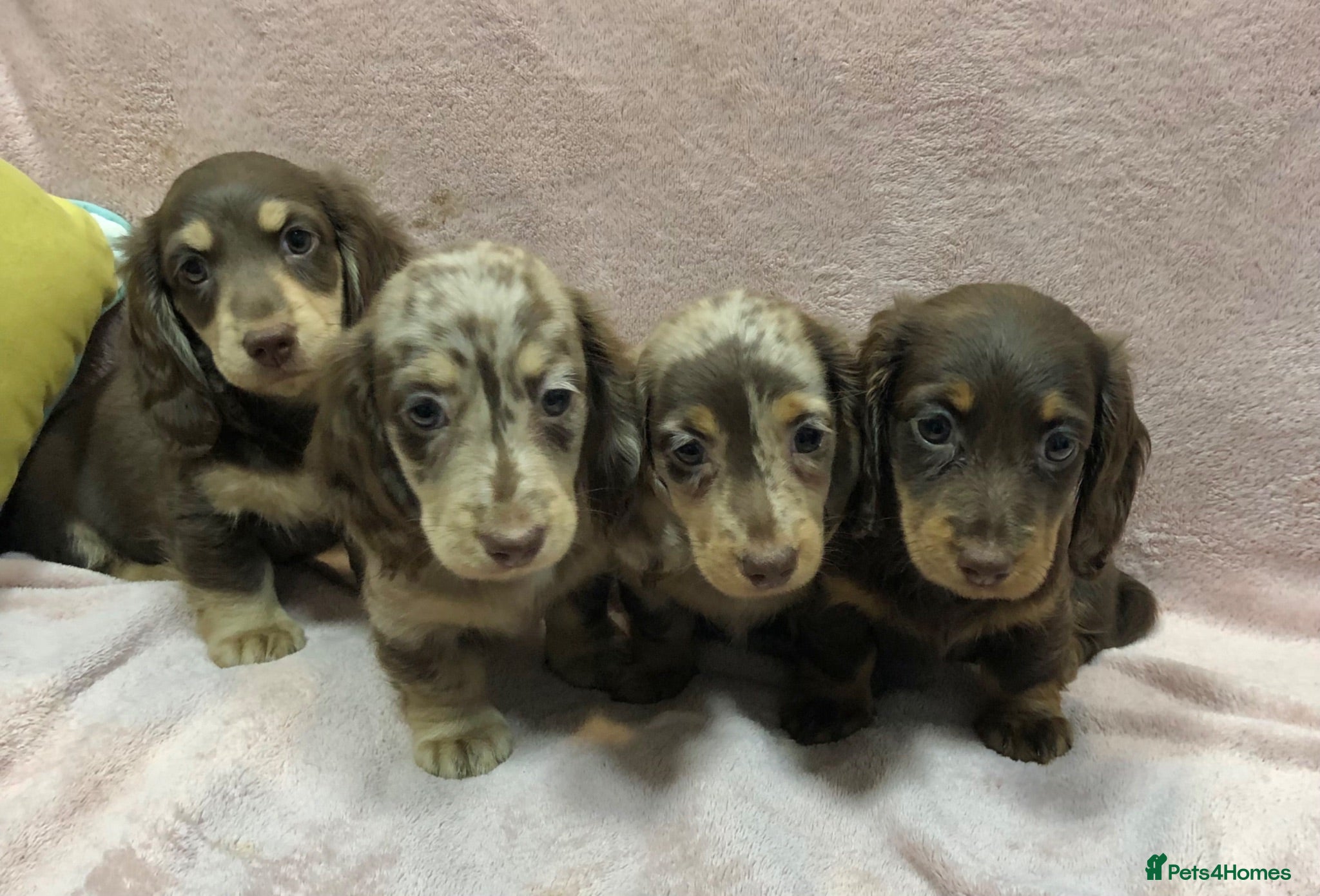 Miniature Dachshund dogs Miniature Longhaired dachshund puppy’s - Advert 2