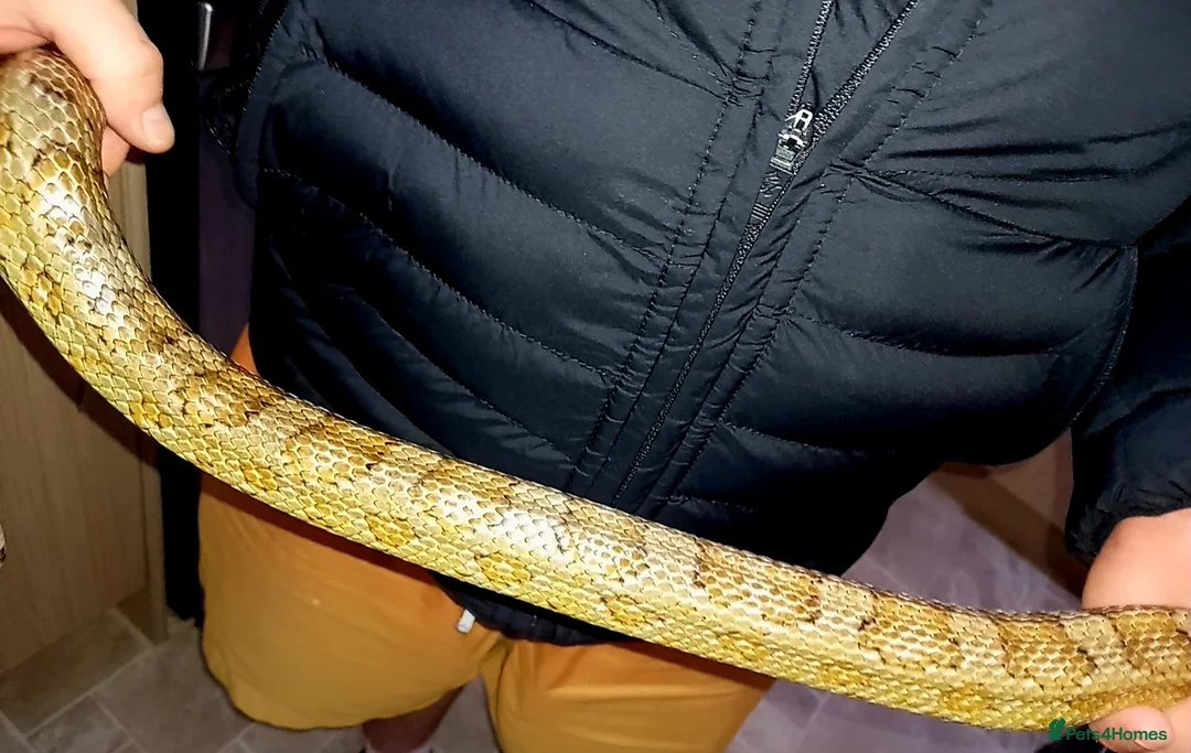 Corn Snake reptiles for sale: Corn snake  - Advert 1