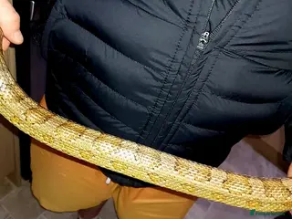 Corn Snake reptiles Corn snake - Advert 1