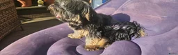 Mixed Breed dogs for sale: Beautiful Little Boy - Advert 7