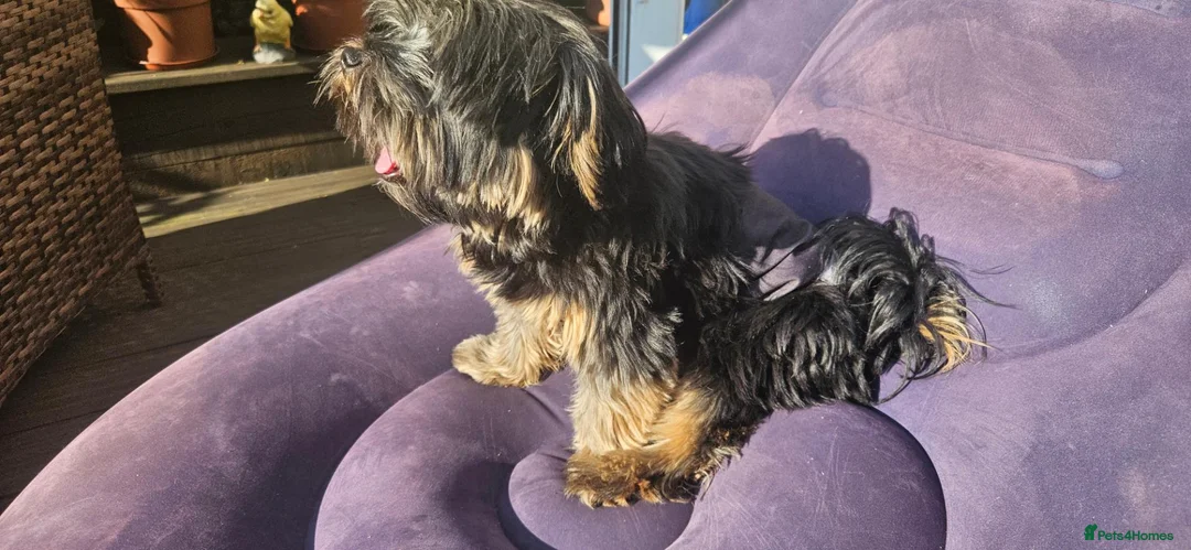 Mixed Breed dogs for sale: Beautiful Little Boy - Advert 7