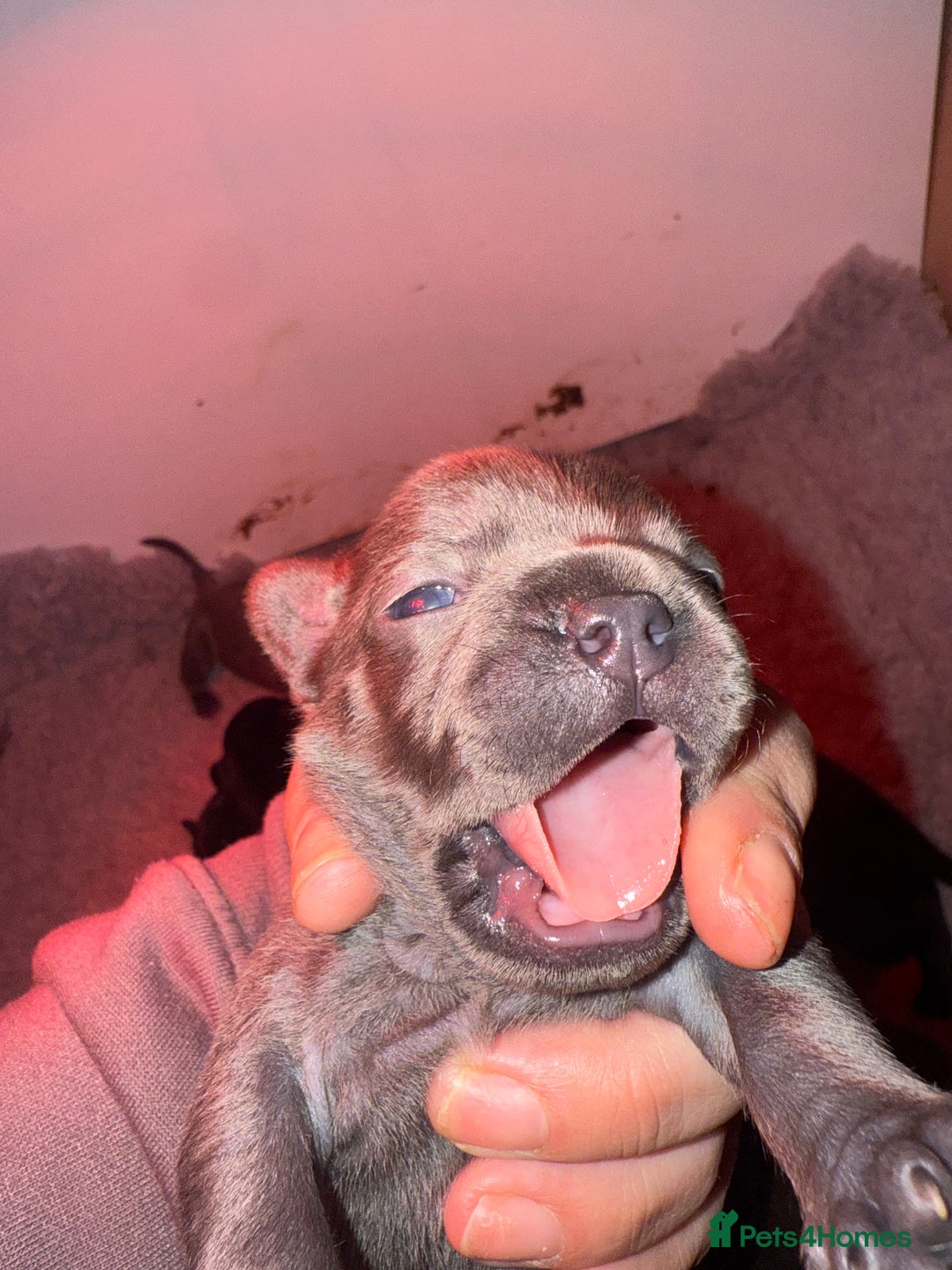 Mixed Breed dogs for sale: French bulldog x Staff  - Advert 2