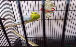 Budgerigars birds for sale: Female and male - Image 1