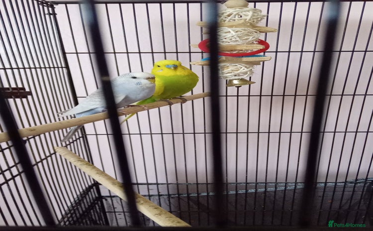 Budgerigars birds - Advert 2