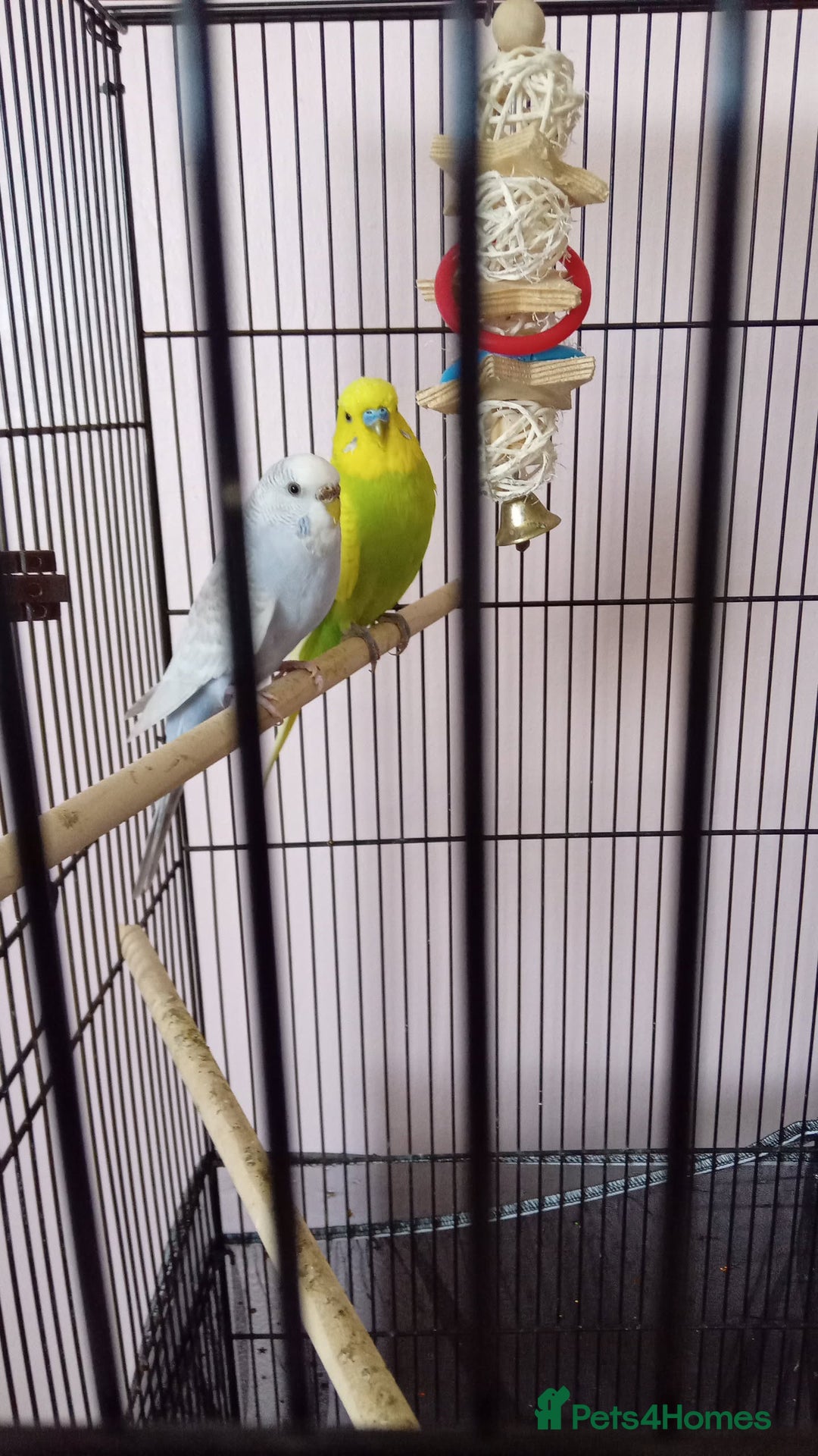Budgerigars birds for sale: Female and male - Image 1