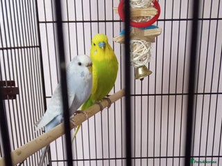Budgerigars birds - Advert 6