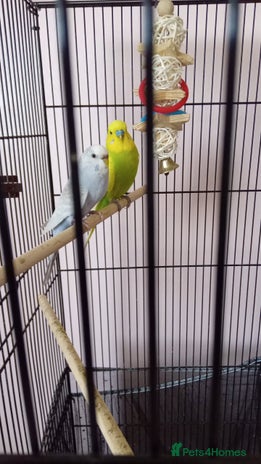 Budgerigars birds - Advert 10