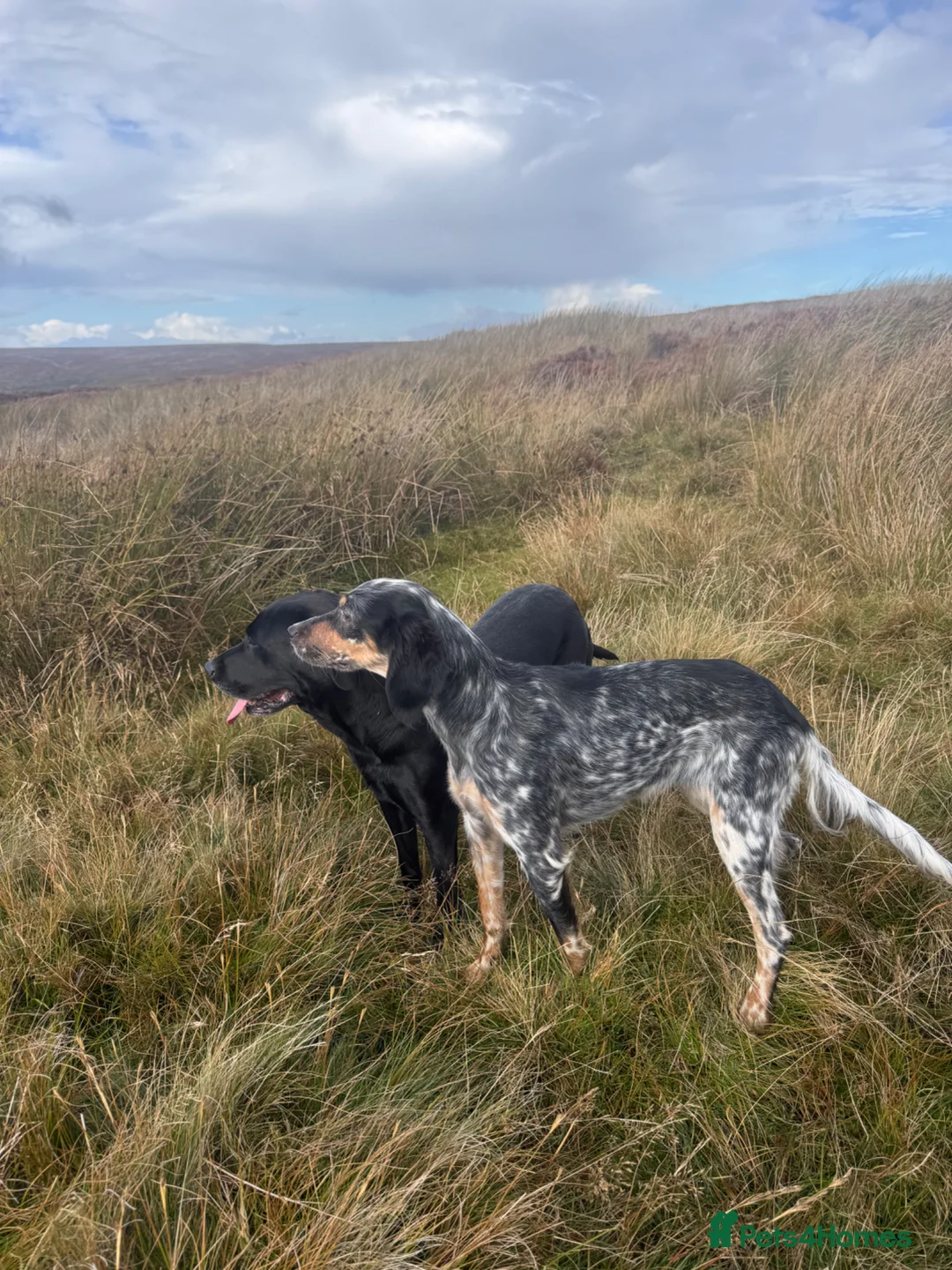 English Setter dogs for sale: Exceptional KC working line - Advert 1