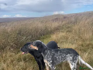 English Setter dogs Exceptional KC working line - Advert 3