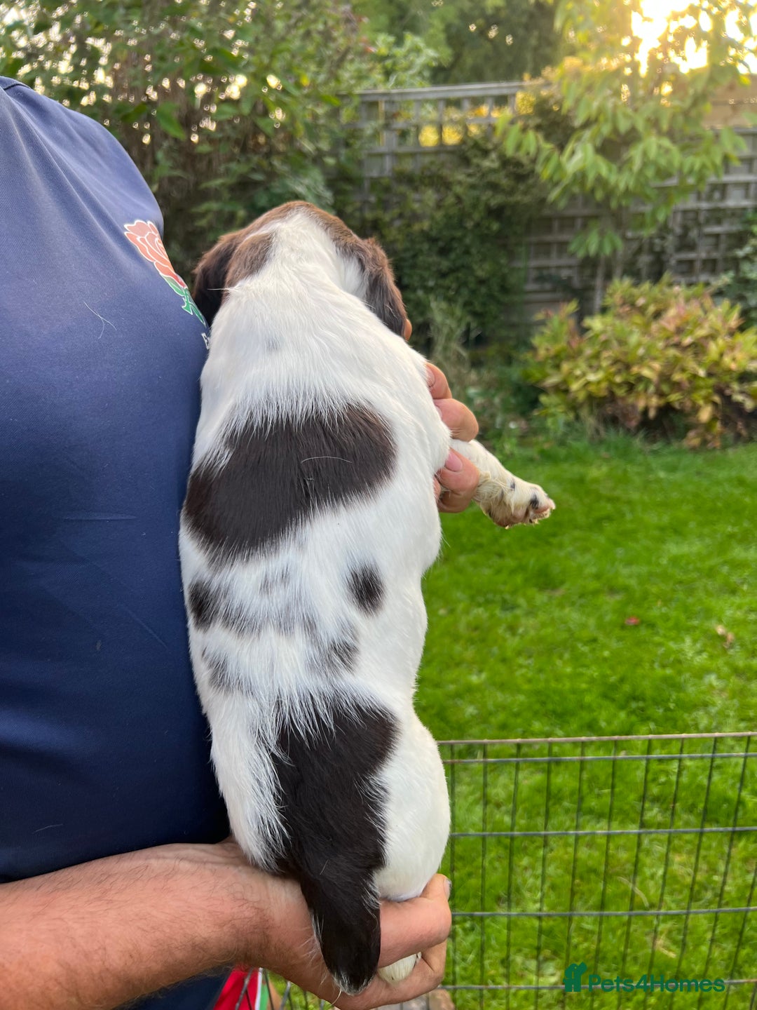 English Springer Spaniel dogs for sale: Traditional English springer spaniels  - Image 28
