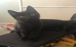 Mixed Breed cats for sale: 3 beautiful Maine Coon/Siamese mixed breed kittens - Image 2