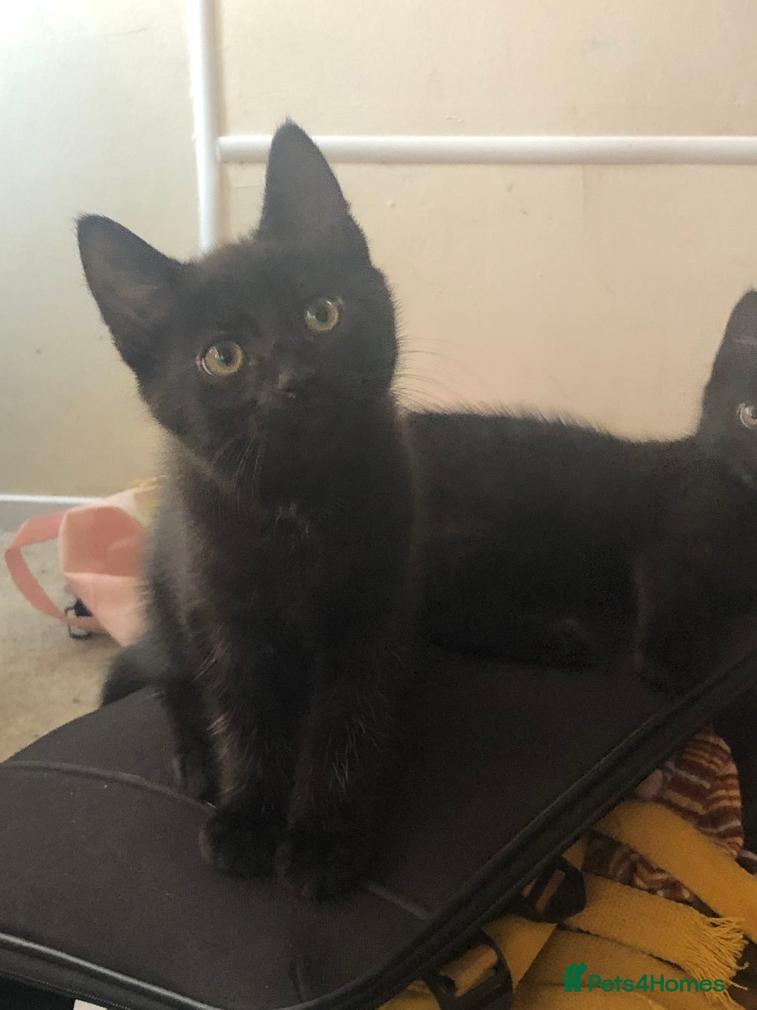 Mixed Breed cats for sale: 3 beautiful Maine Coon/Siamese mixed breed kittens - Image 2