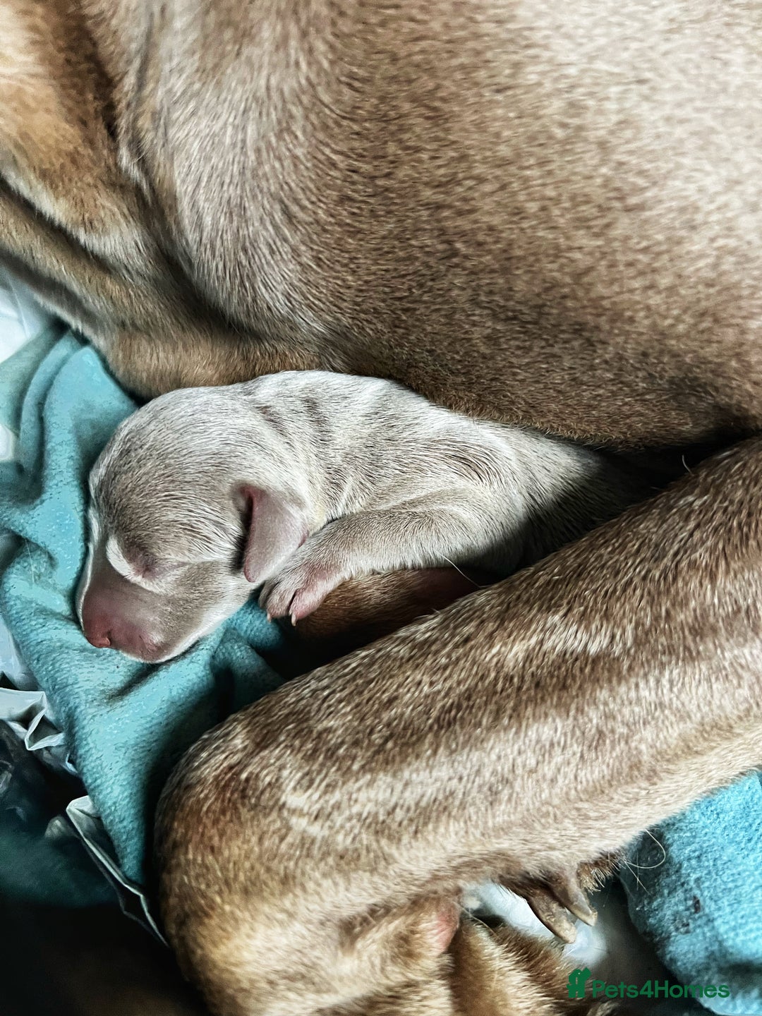 Weimaraner dogs for sale: Stunning litter of Silver Weimaraner Puppies. - Advert 4