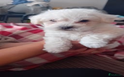 Mixed Breed dogs for sale: Beautiful puppies looking for loving home  - Image 4