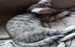 Bengal cats for sale: Bengal Mix Kittens High % Wild Asian Leopard Cat  - Image 22