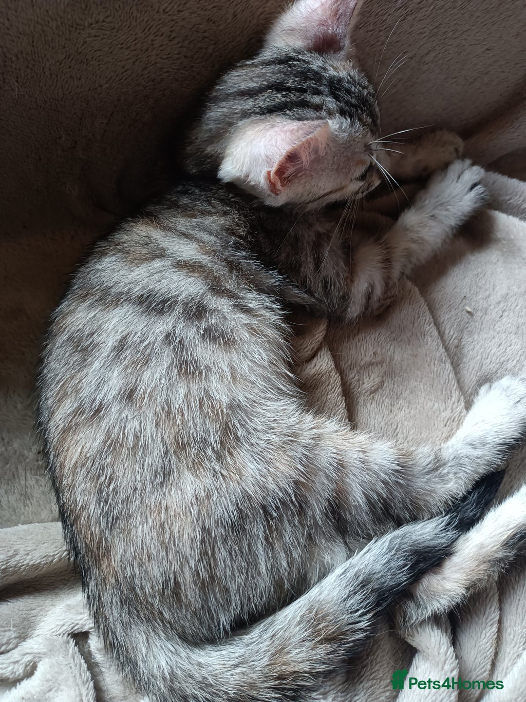 Bengal cats for sale: Bengal Mix Kittens High % Wild Asian Leopard Cat  - Image 22