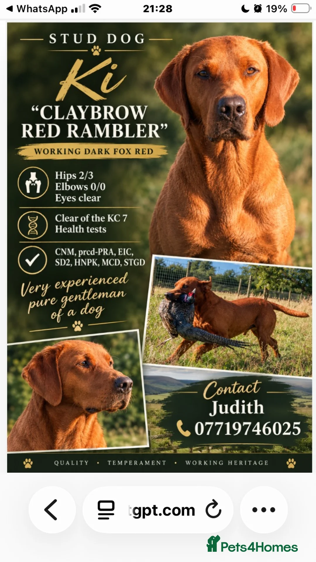 Labrador Retriever dogs for stud: CLAYBROW RED RAMBLER available for Stud (Proven) - Advert 2