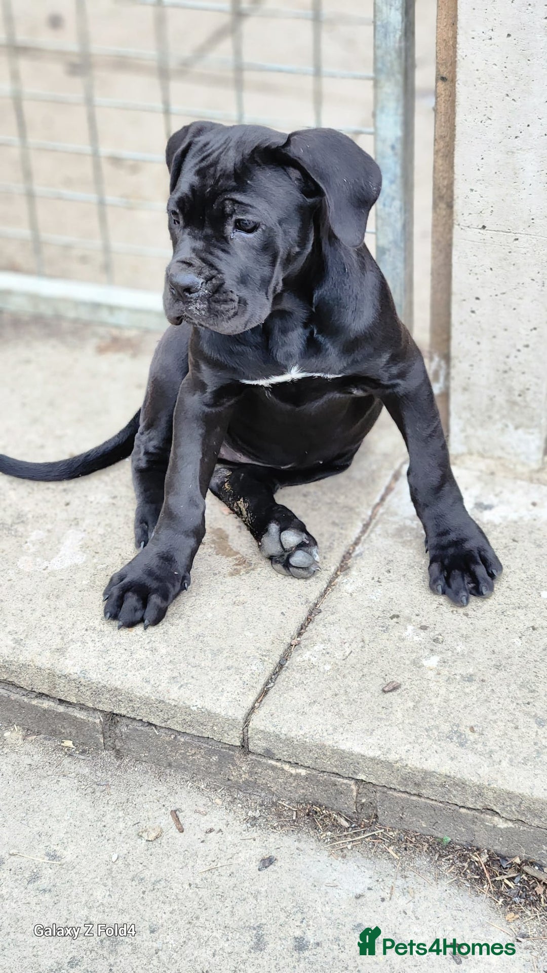 Cane Corso dogs for sale: Cane Corso Puppies with Champion Blood Line - Image 5
