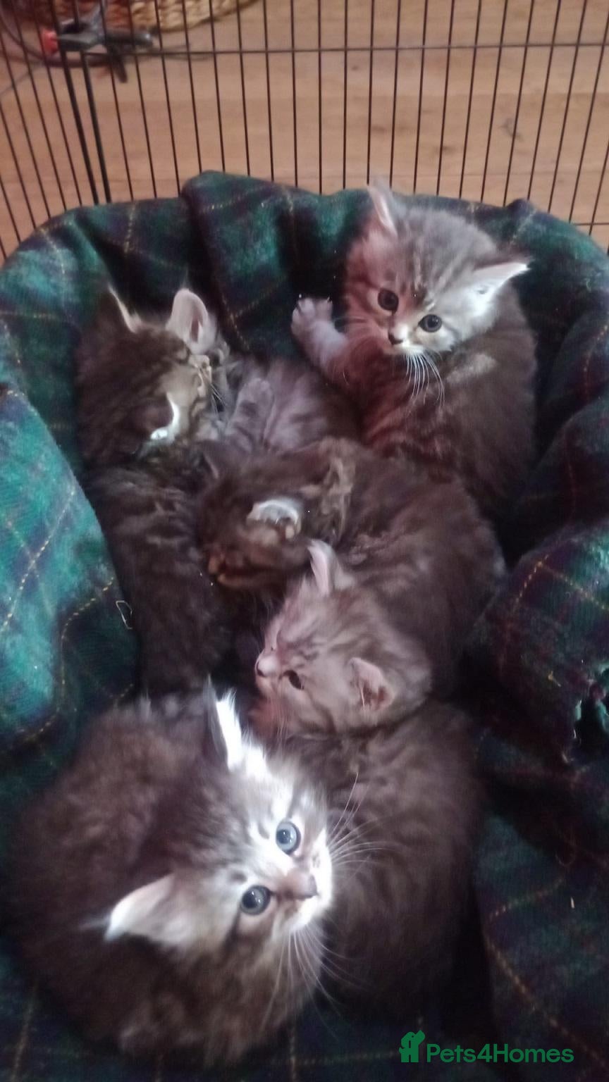 Maine Coon cats Maine Coon Kittens - Advert 2