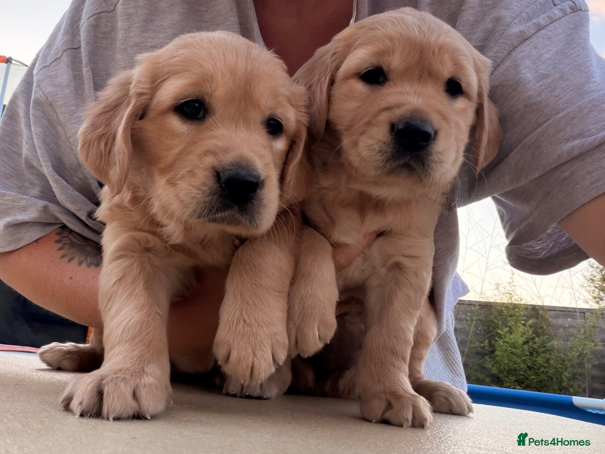 Golden Retriever dogs KC registered Golden Retriever  - Advert 1