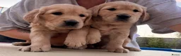 Golden Retriever dogs for sale: KC registered Golden Retriever  - Advert 2