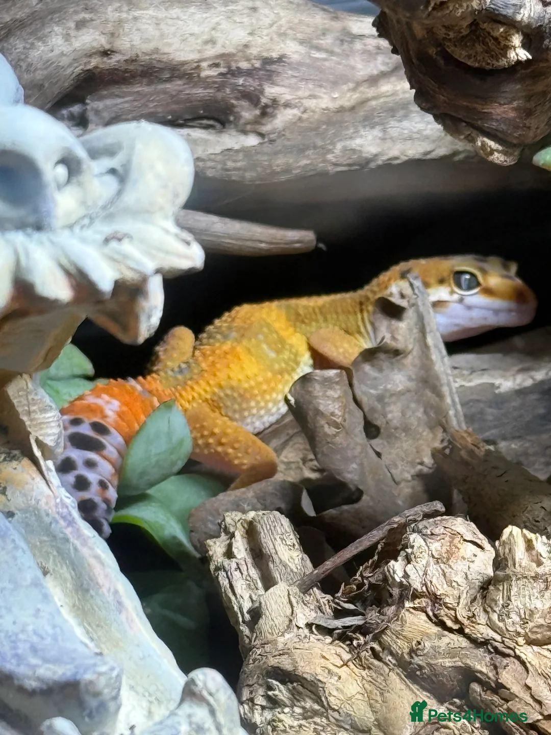 Leopard Gecko reptiles for sale: Leopard Gecko full setup and lizard - Advert 1