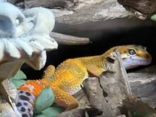 Leopard Gecko reptiles Leopard Gecko full setup and lizard - Advert 1