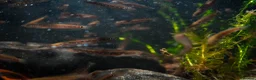 Other/Mixed Breed fish for sale: Red Chinese Snakehead - Advert 5