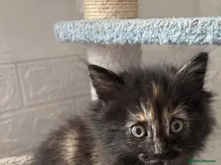 Mixed Breed cats Ragdoll cross kitten - Advert 1