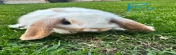 Mini Lop rabbits for sale: Mini Lop Rabbits For Sale  - Advert 10