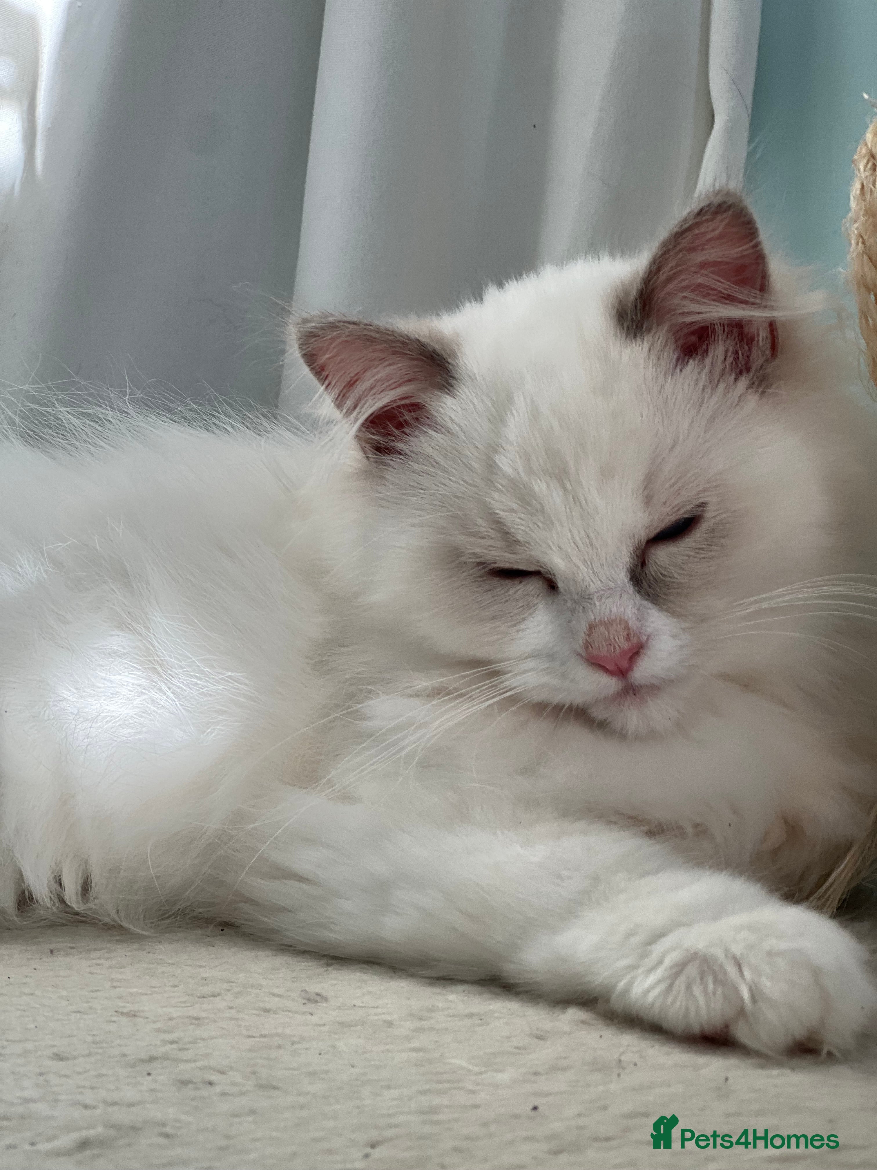 Ragdoll cats Blue Tortie Lynx kittens pure ragdolls - Advert 15