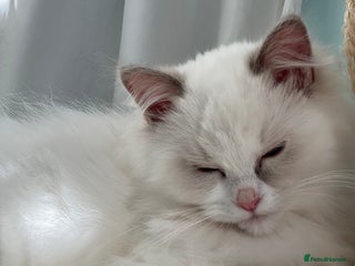 Ragdoll cats Blue Tortie Lynx kittens pure ragdolls - Advert 15