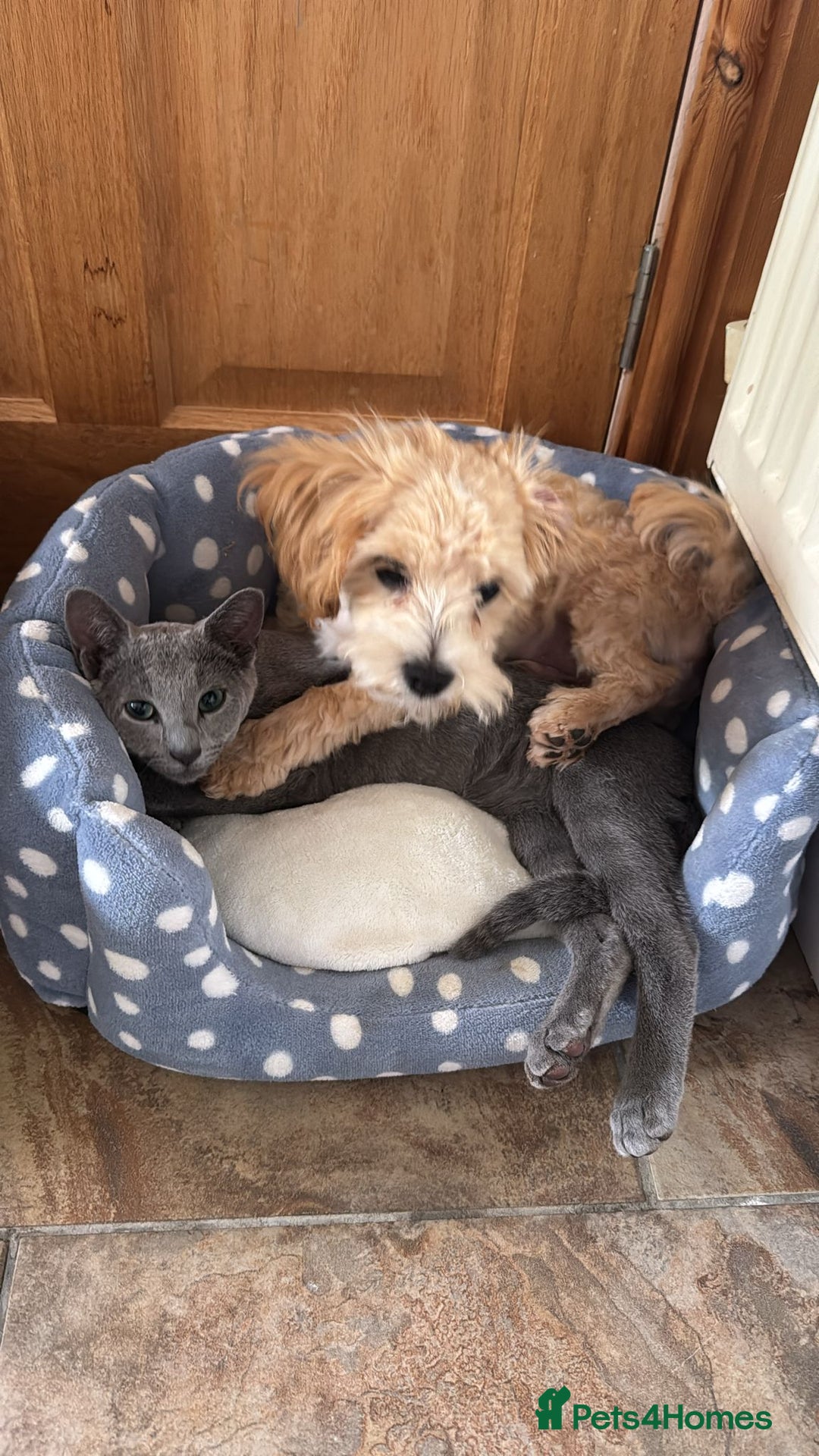 Maltipoo dogs for sale: Maltipoo Puppy Needs a New Home - Advert 4