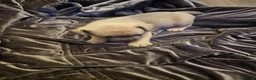 French Bulldog dogs for sale: French bulldog puppies  - Advert 6