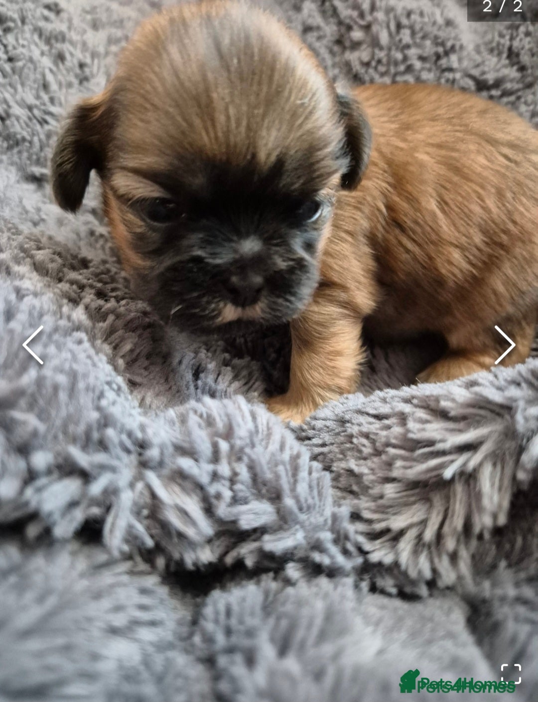 Shih Tzu dogs for sale: ✨ Beautiful Shih Tzu Puppies for Sale ✨ - Image 16