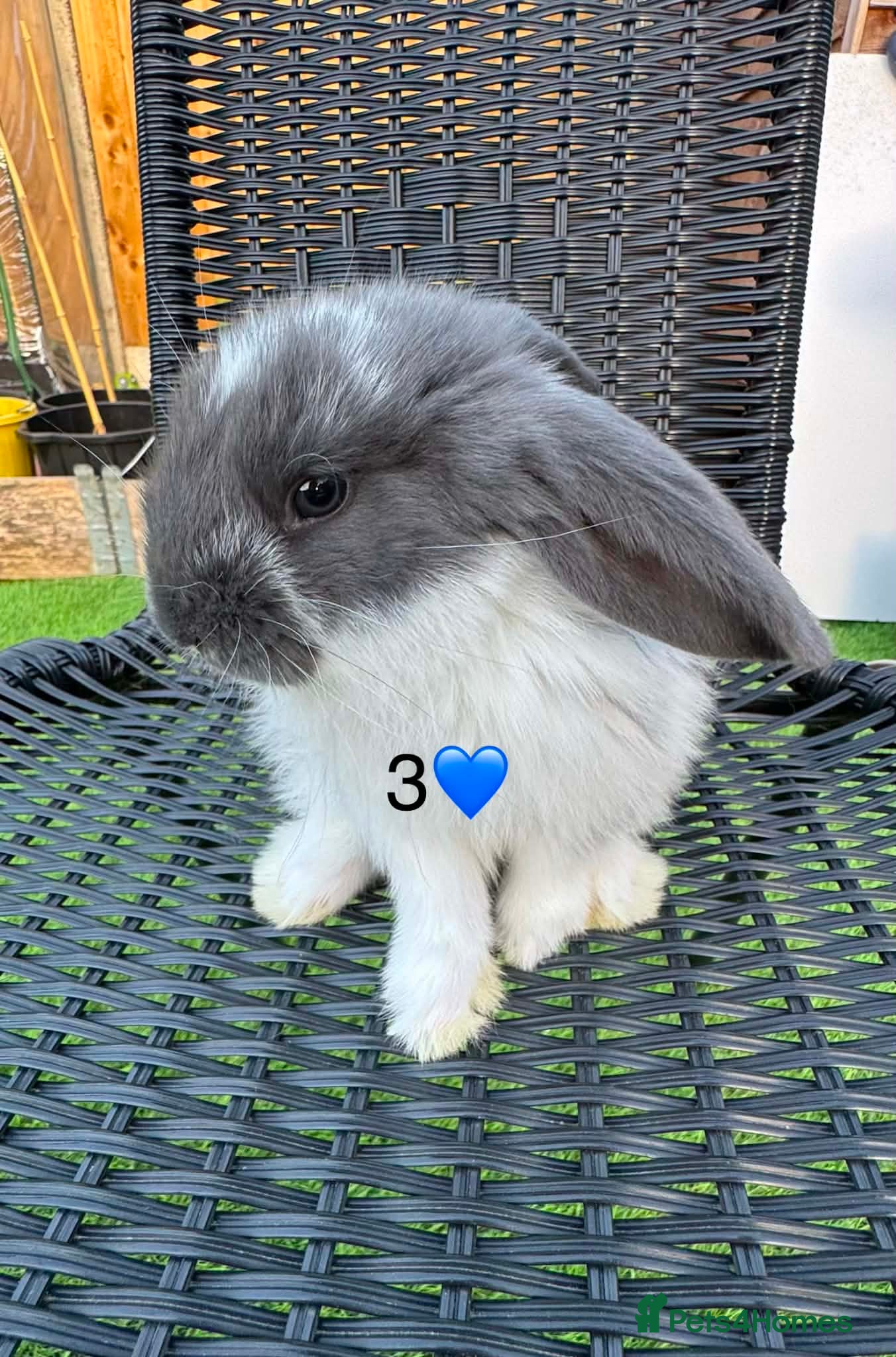 French Lop rabbits Pure French lop - Advert 1
