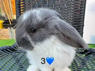 French Lop rabbits Pure French lop - Advert 1