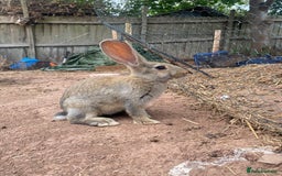 Continental Giant rabbits for sale: Very lovely rabbit  - Image 4
