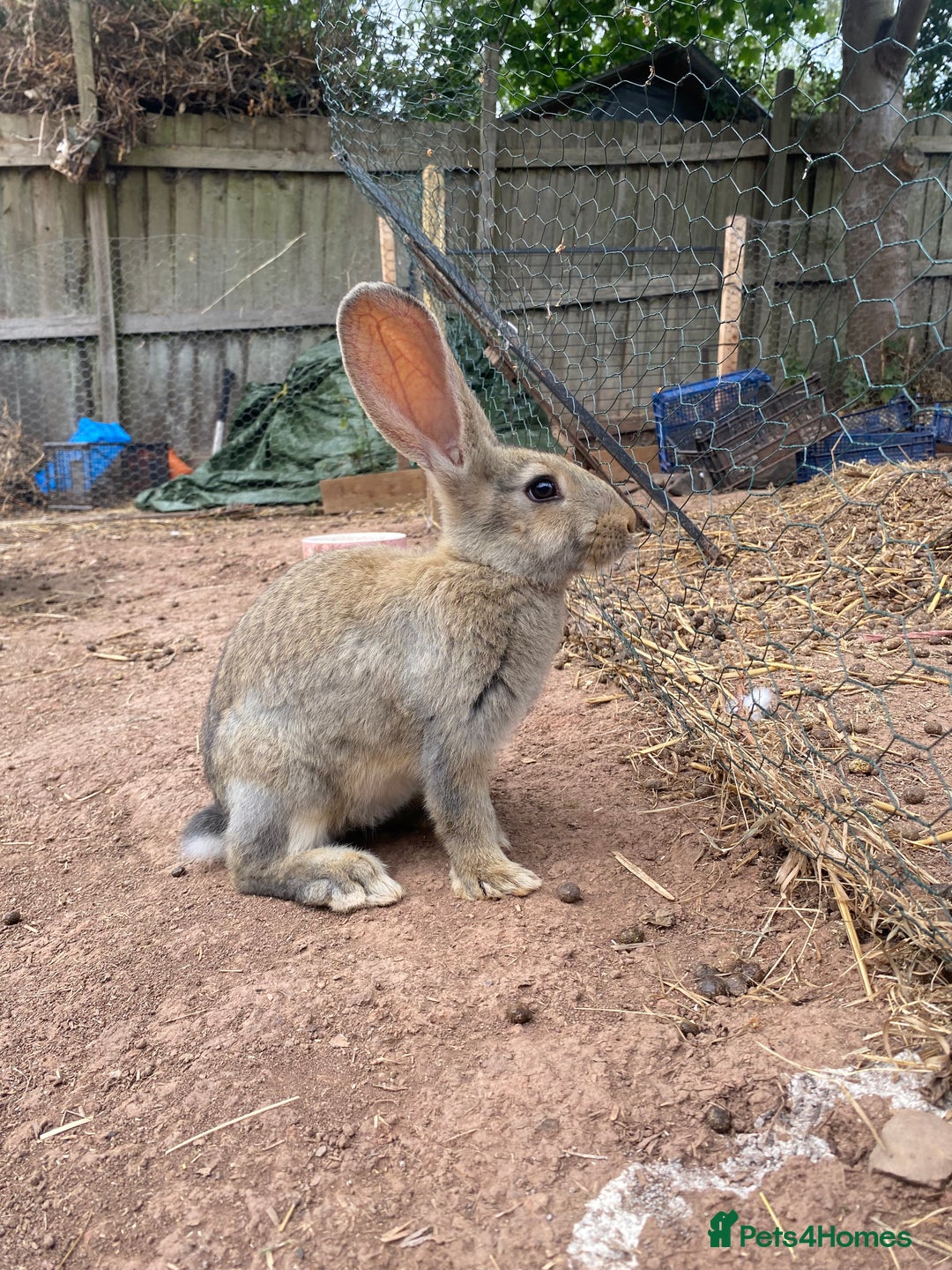 Continental Giant rabbits for sale: Very lovely rabbit  - Image 4
